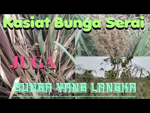 Kembang sereh Bunga Yang Langka || Kasiat Kembang Serai