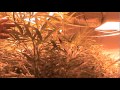 Flower update start of week 4