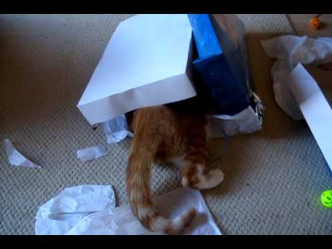 Funny Cat In A Box. funny cat attack