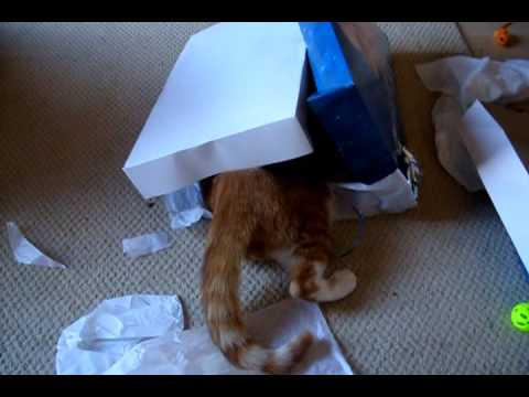 funny cat attack Funny Cat In A Box. funny cat attack