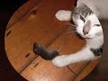 cat and mouse