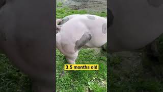 Belgian Pietrain Boar