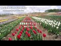 那須フラワーワールドのチューリップ Tulips in Nasu Flower World ( Shot on RED EPIC )