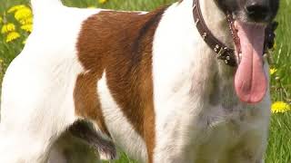 Smooth Fox Terrier - Dog Breed - Pet Friend