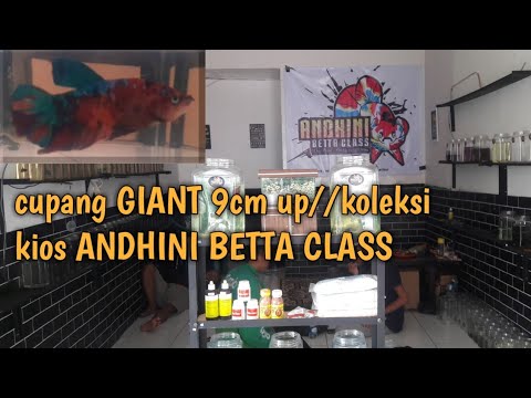 cupang GIANT 9cm up-koleksi kios Andhini Betta Class