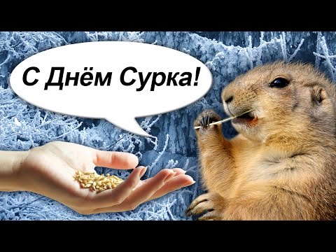 Стих к дню сурка Стих к дню сурка