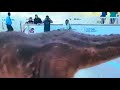 This Is 7d Cinema Show Live In Dubai