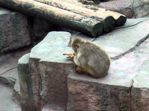 さっぽろ円山動物園　チンパンジー