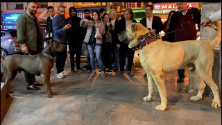 Anadolu çoban köpeği ve Canecorsa istanbulda bir araya geldi #çobanköpeği #kanga