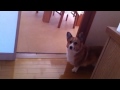 シニア犬クッキー09