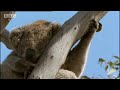 Cute and cuddly! Koala bears eat and then sleep all day long! - BBC wildlife