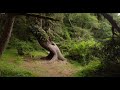 redwood