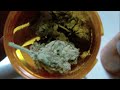 Session with Strain Reviews' Cannabis Chris, VaderOG, and DahFonz