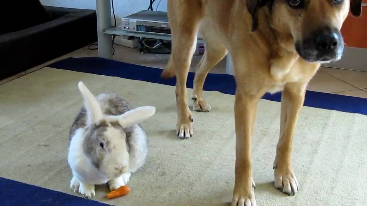 Hund Buffy klaut Möhren von Hase Pitty&hellip; und Leo auch YouTube