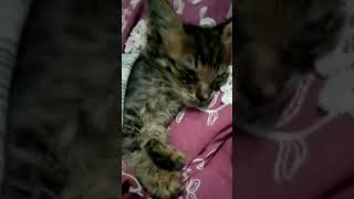 I Am Crying For My Sick Kitten