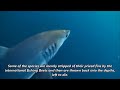 10 Most Endangered Species 2013
