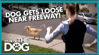 Den Retriever Escapes And Runs Across Freeway Its Me Or The Dog