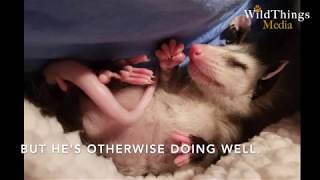 Stuart the Awesome Opossum Ambassador!