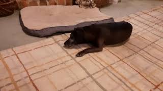 Patterdale Terrier Enjoys Hazel Nuts