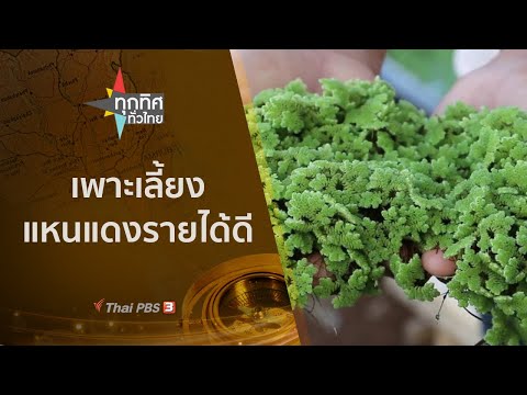 เพาะเลี้ยงแหนแดงรายได้ดี : ทุกทิศทั่วไทย