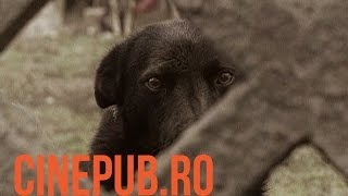 Viața de câine | A dog’s life | Documentary Film | CINEPUB