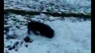 Blue In Snow