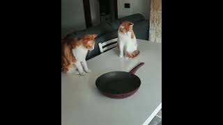 Scientists Cats Half Life Sfx