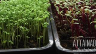 How To Harvest Microgreens