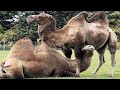 25 Most Endangered Species On Earth