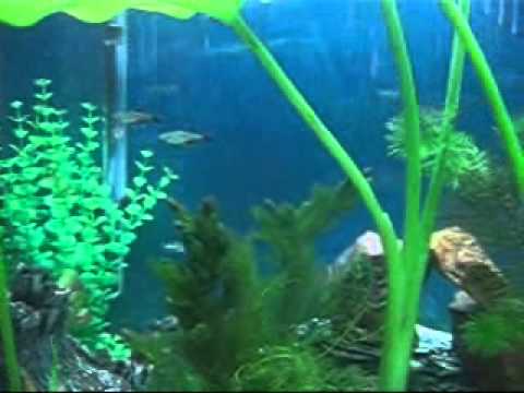 Poor Little Fish Video