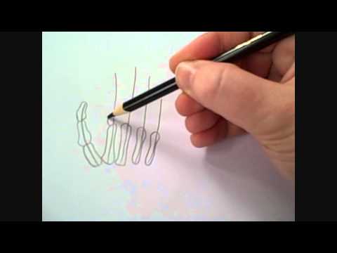 How To Draw A Skeleton Hand - YouTube