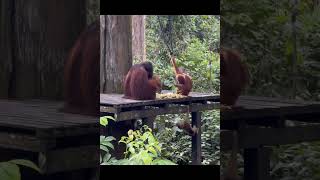 Orangutans At The Feeding Platform.
