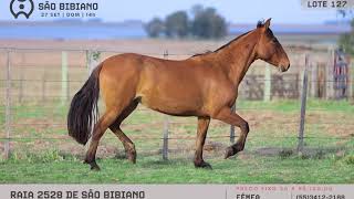LOTE 127 - POTRANCAS CRIOULAS - LEILÃO VIRTUAL SÃO BIBIANO 2020