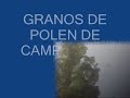 gametos