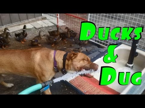 How To Make An Egg Incubator (Part 3)  How To Make Extra!