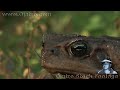 Python Vs Killer Toad 01 Narration Python Vs Killer Toad 01 Narration