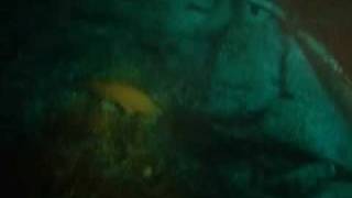 Scapa Flow Underwater Footage