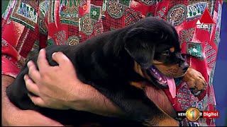 How To Care Rottweiler Dog | My Pet | Kids 1st