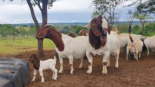 Boer Goats Pieter Smith South África