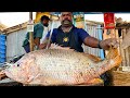 KASIMEDU 🔥 SPEED SELVAM | BIG ORANGE SNAPPER FISH CUTTING VIDEO | IN KASIMEDU | FF CUTTING 🔪