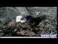 Iowa Eagle Cam Showcases Big Comeback
