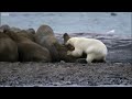 Polar Bear vs Walrus | Planet Earth | BBC Earth