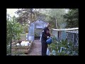 Paul's Back Yard Garden(7/13/13) gardening in raised beds and rain gutter grow system