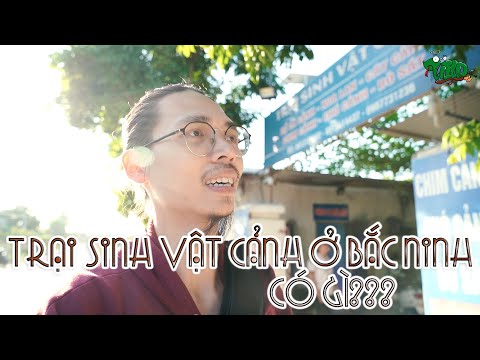 Trại sinh vật cảnh ở Bắc Ninh có gì??? Cá hổ to vật vã | WILDVN TV