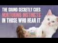 7 Things You May Not Realize About Your Cat