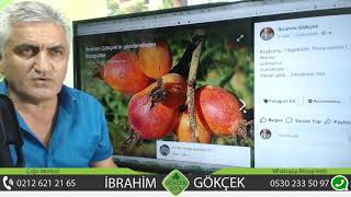 Azerbaycan Bitki Örtüsü Hakkında, Azerbaycanda Şifalı Bitkiler, Alıç Kalp Damar İçin,