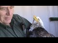 eagle