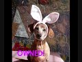 Dogs vs Cats!!!!Pwned competion!!!!!!!
