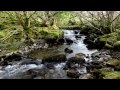Relax 8 Hours of Birds Singing and Water Sounds-Nature Sound Relaxation-Relaxing Birdsong
