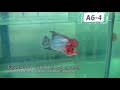 Flowerhorn